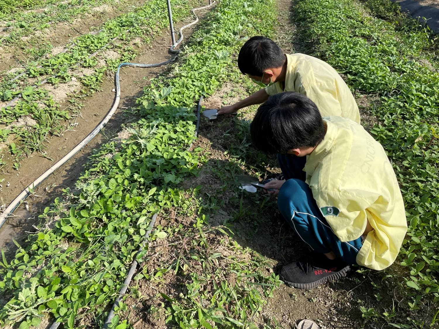 兩名學童蹲在菜畦旁，用手鏟整理土壤與幼苗