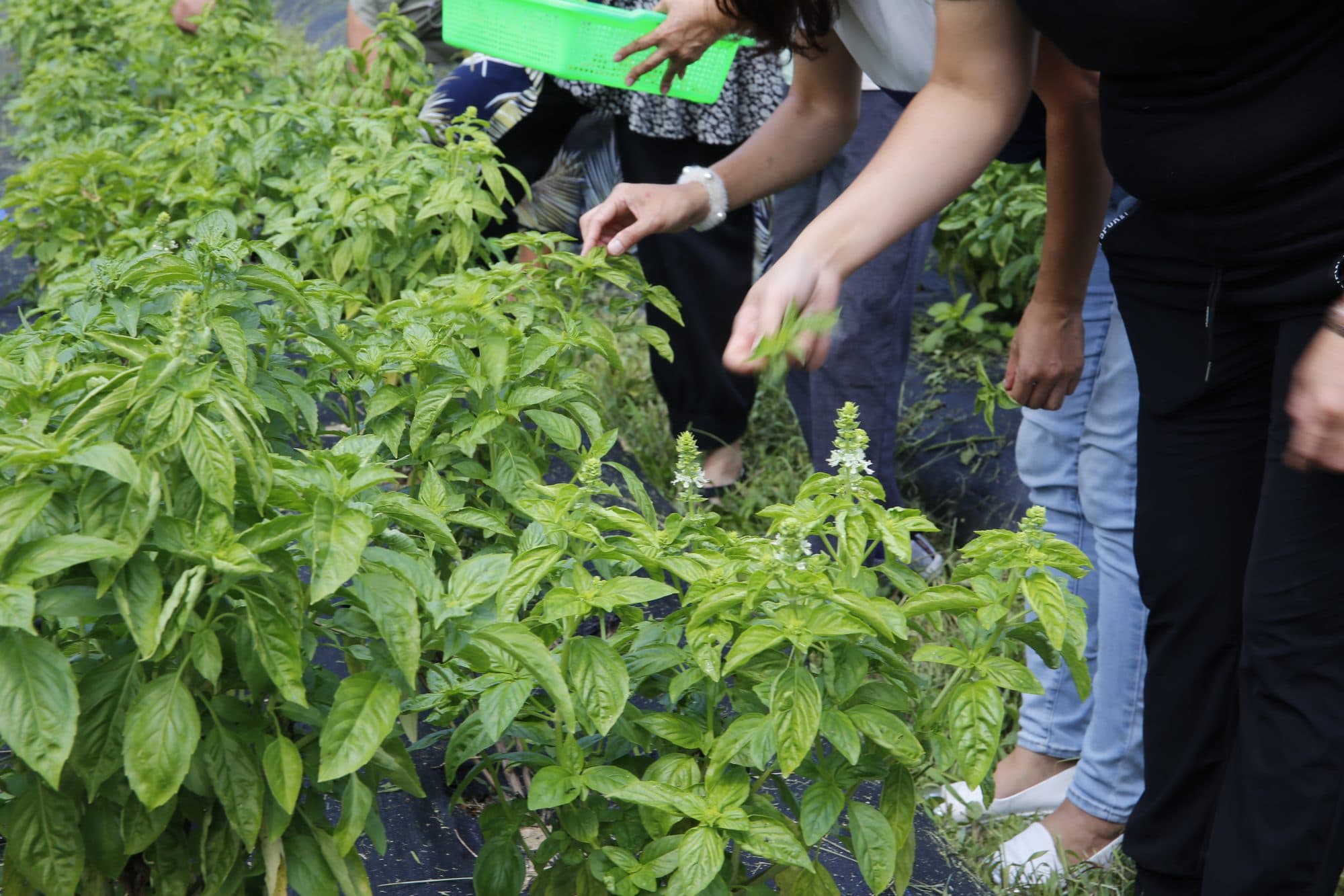 參訪者伸手採摘甜羅勒嫩葉，一旁提著綠色採收籃