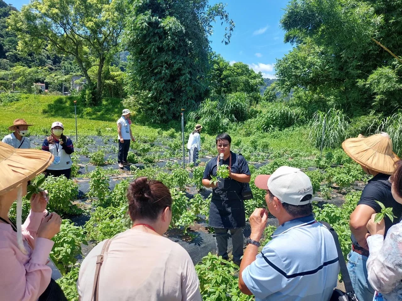 農場導覽中,解說人員向參訪團體介紹甜羅勒的採收方式