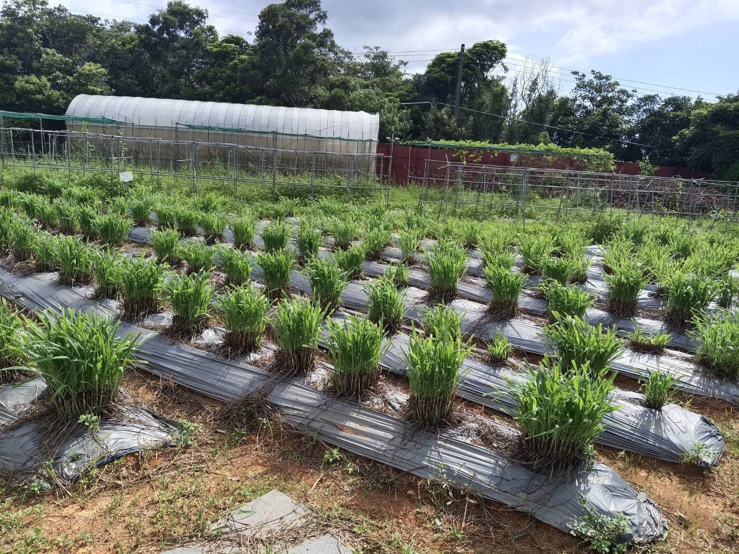 新竹關西罕見家園療癒農場:一行行種在黑色抑草蓆上的檸檬香茅,後方是溫室