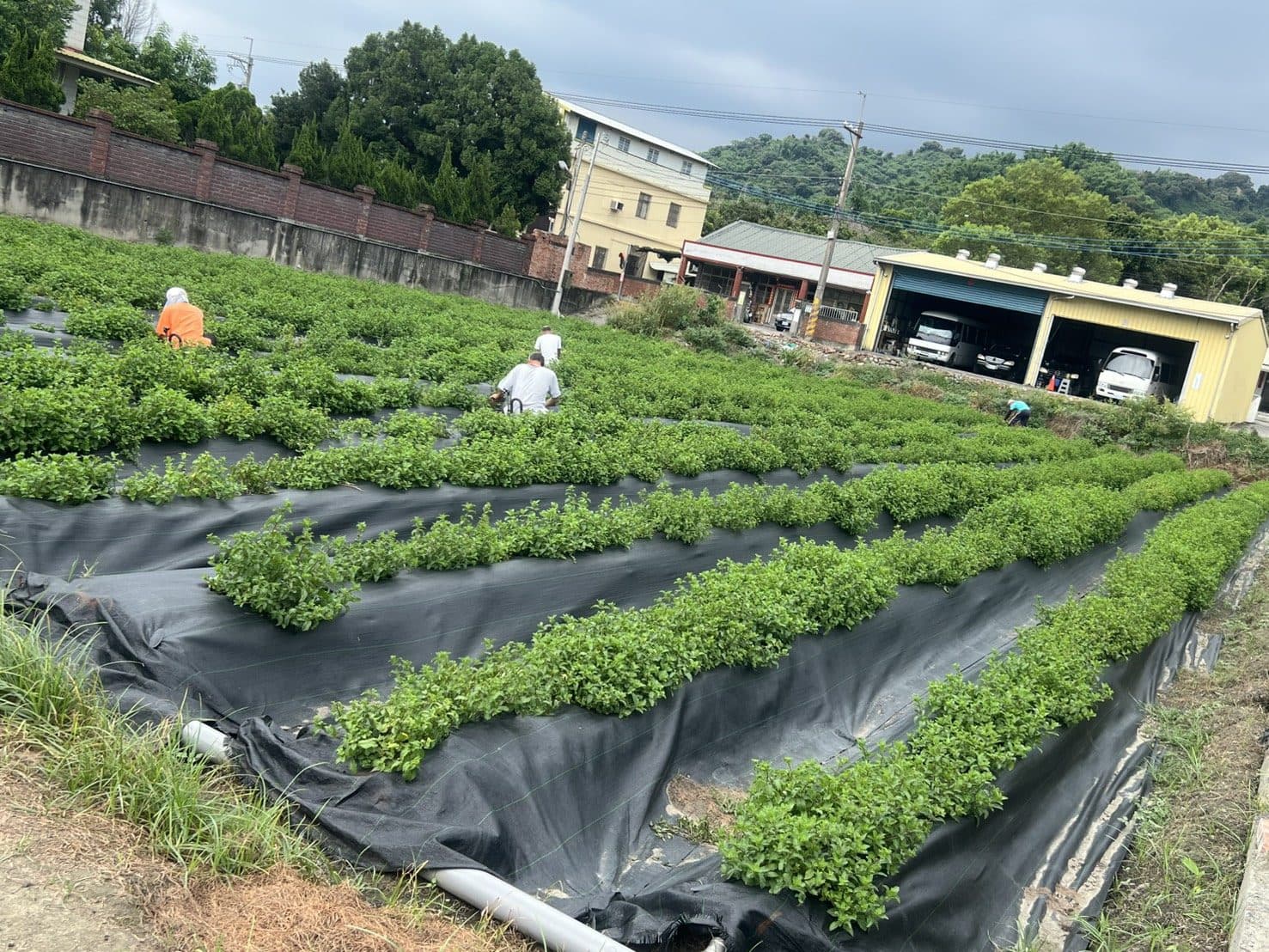 彰化靜鴻家園香草園:抑草蓆上長成一排排的香草,園友在田裡工作