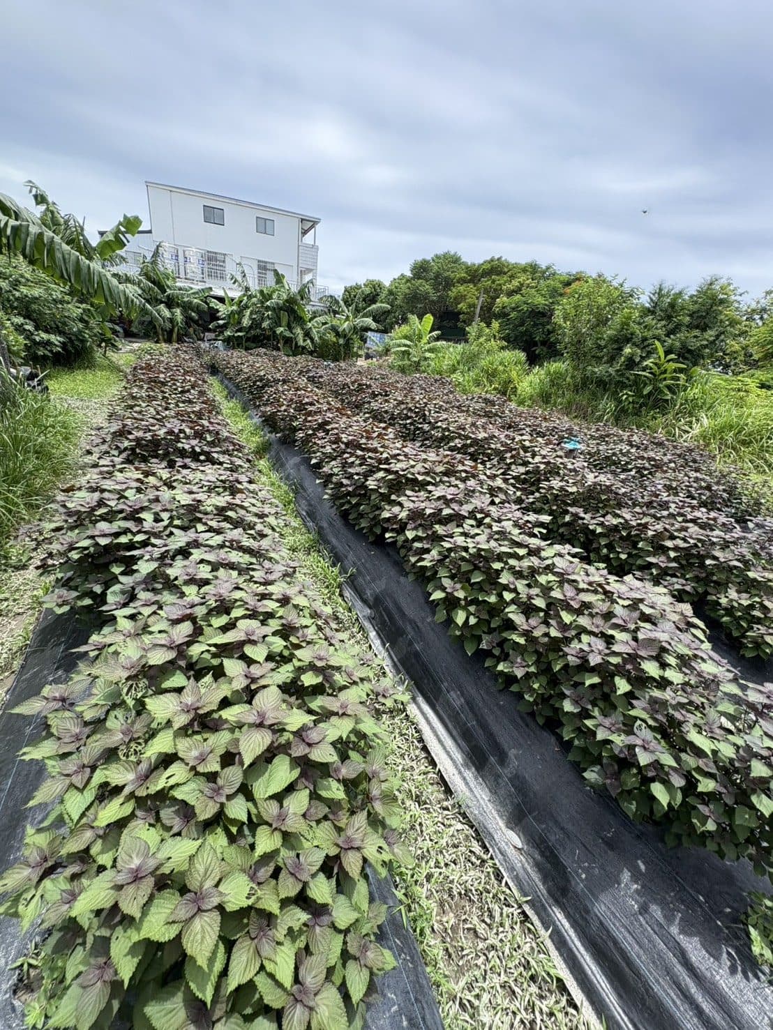 台東美地農園:兩行長得茂盛的紫蘇田,中間是鋪著抑草蓆的走道
