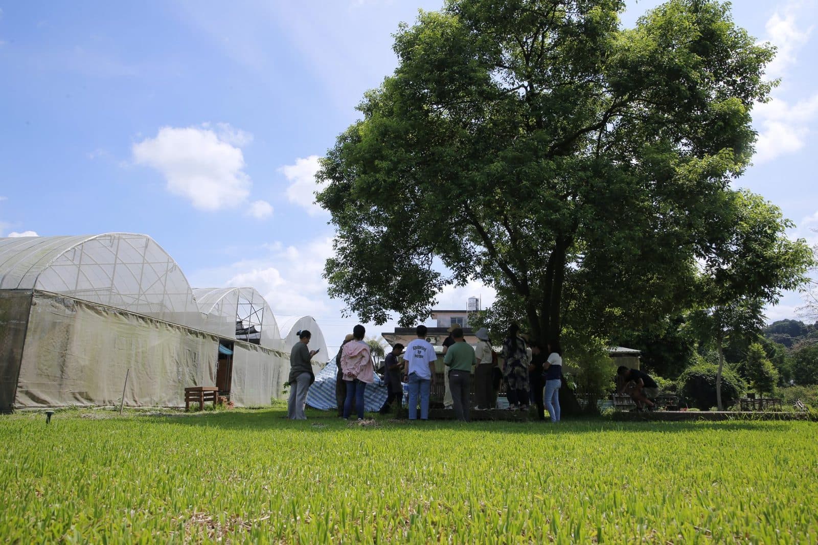 桃園大溪思凡自然農園:溫室旁的大樹下,來參訪的人在樹蔭裡集合,前面是一片綠色田區