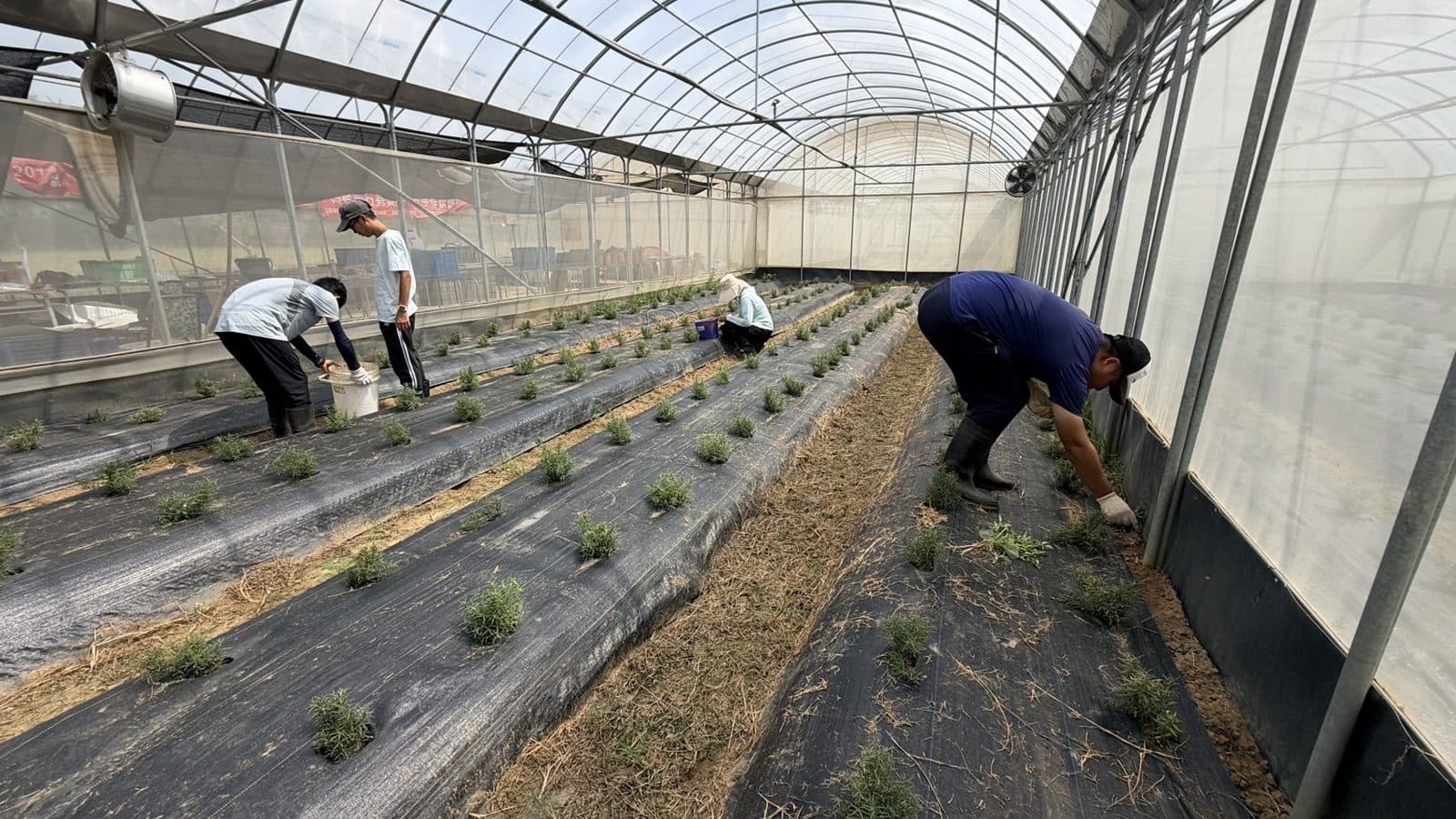 苗栗知星園友善農場:溫室裡,夥伴彎腰照顧種在抑草蓆上的香草苗