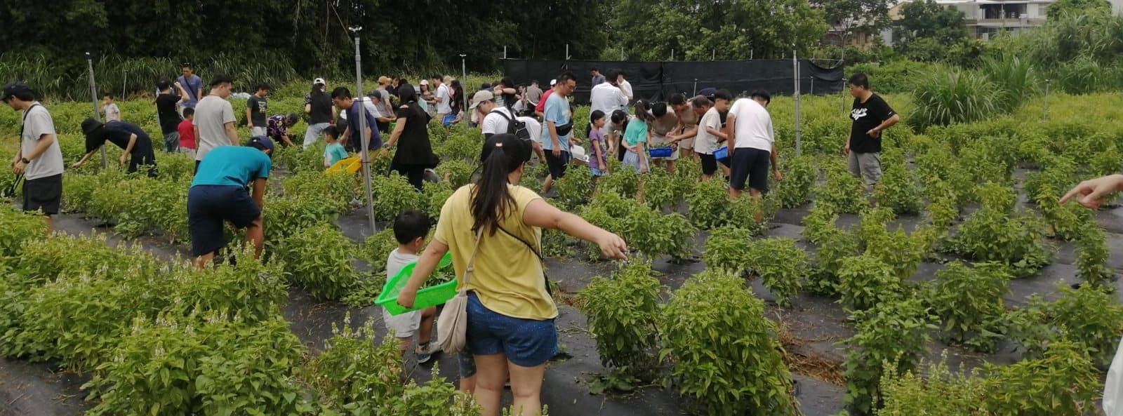 家庭日上,大人小孩一起走進香草田認識香草