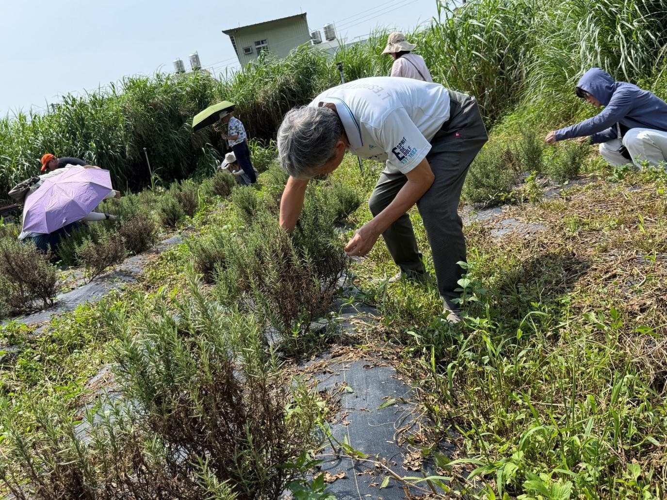 企業志工在香草田裡彎腰整理、照顧香草