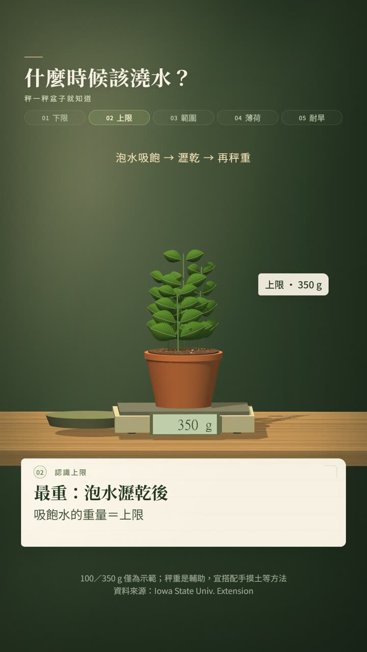 香草種植技術影片:秤重判斷澆水