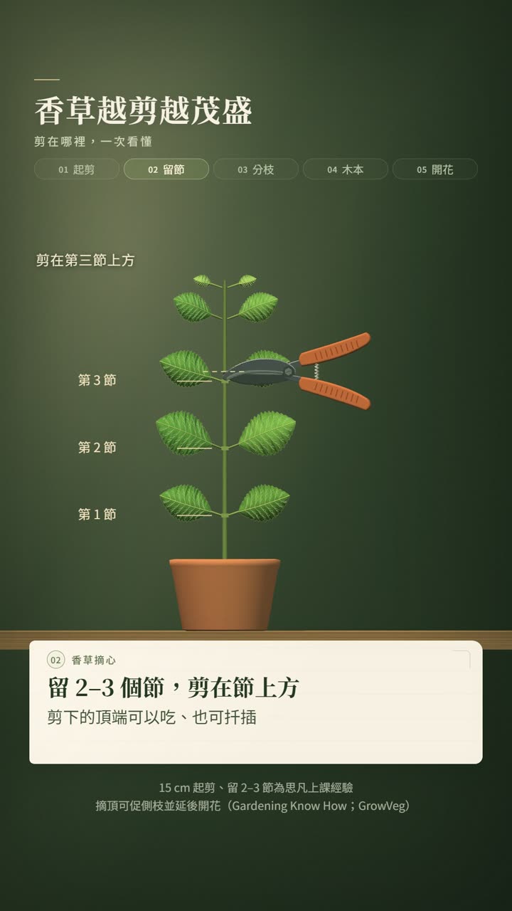 香草種植技術影片:摘心修剪